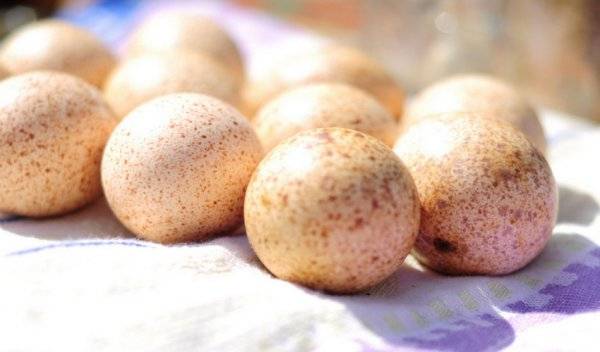 Индюшиные яйца: польза и вред — selok.info