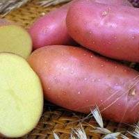 Сорт картофеля «адретта» от немецких селекционеров