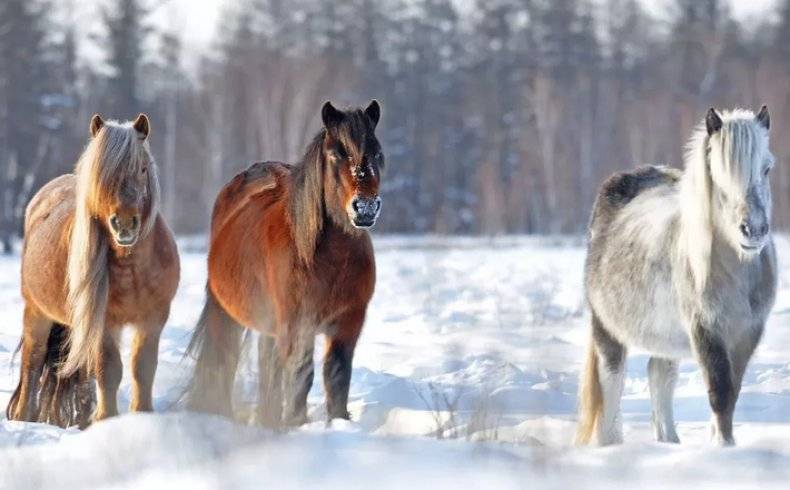 Якутская лошадь — википедия