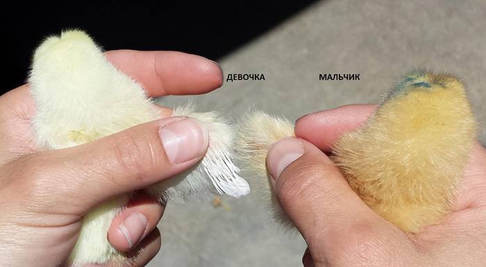 Как отличить курицу от петуха, полезные советы и фото
как отличить курицу от петуха, полезные советы и фото