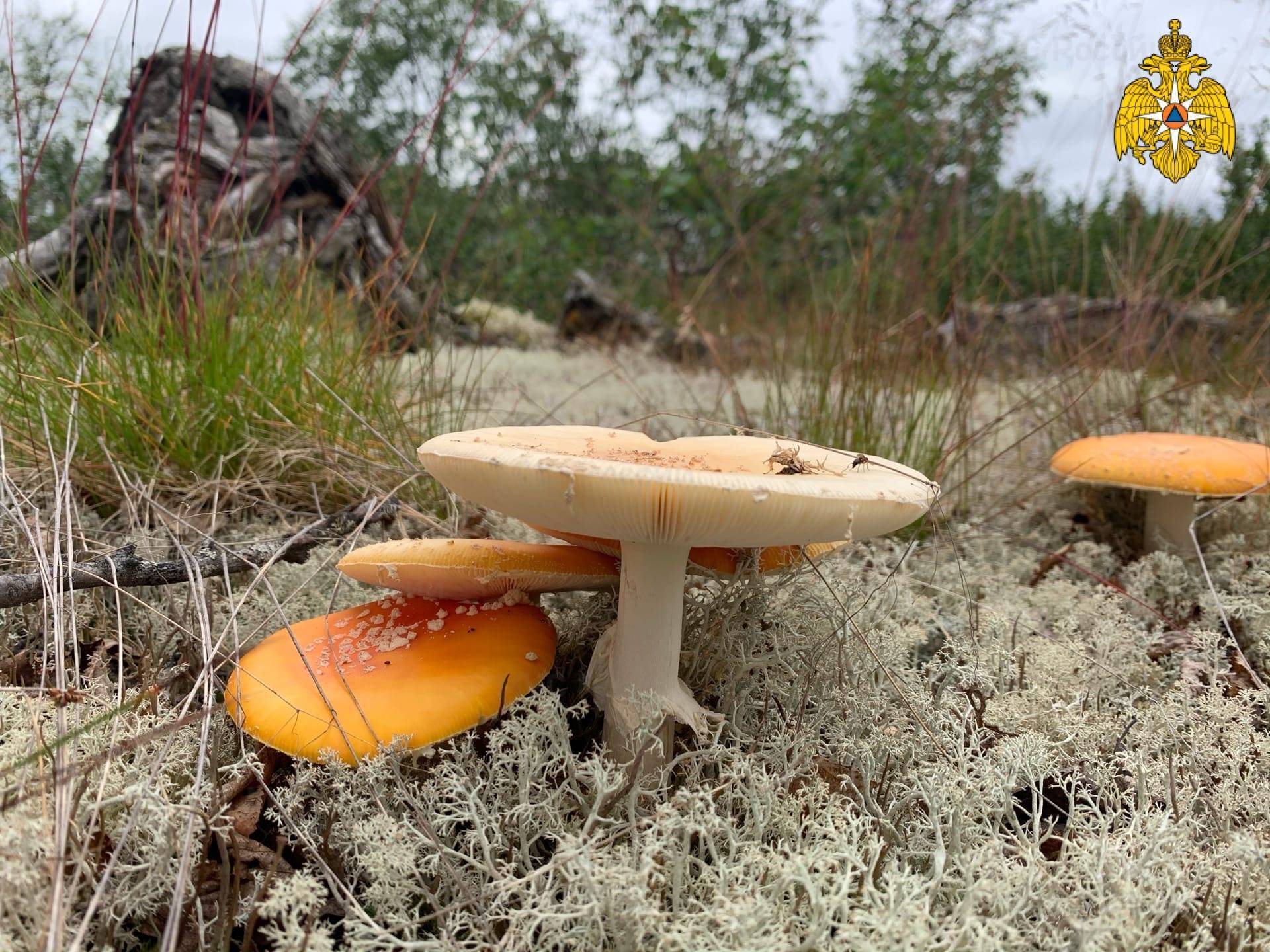 Крымские съедобные грибы фото и название. уникальные грибы крыма