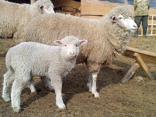 Породы тонкорунных овец: описание, характеристика, разновидности, содержание и уход