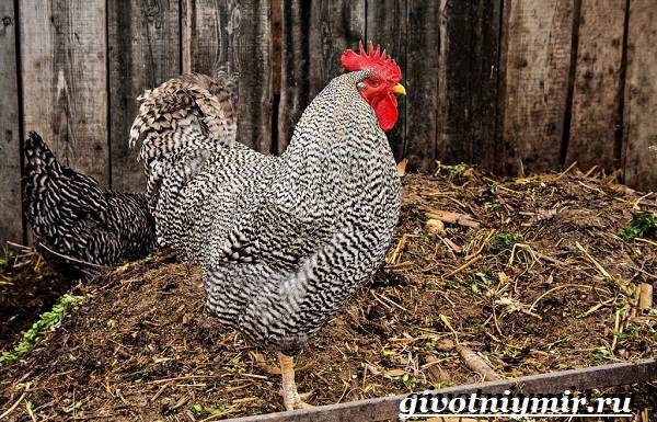 Плимутрок - удачная порода кур для домашнего выращивания