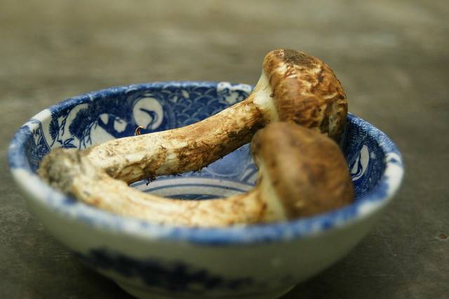 Описание грибов мацутакэ