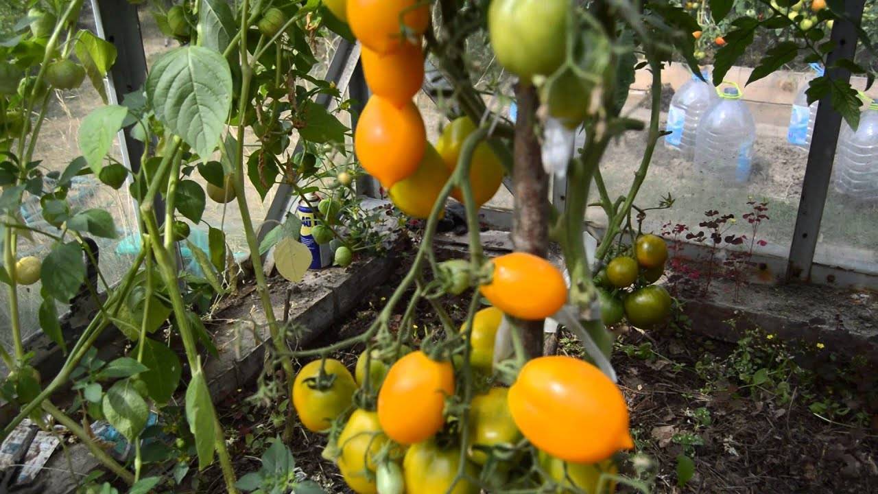 ✅ о томате чудо рынка: описание сорта, характеристики помидоров, посев - tehnomir32.ru