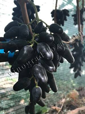 Виноград "сувенир" описание и характеристика одесского сорта с фото