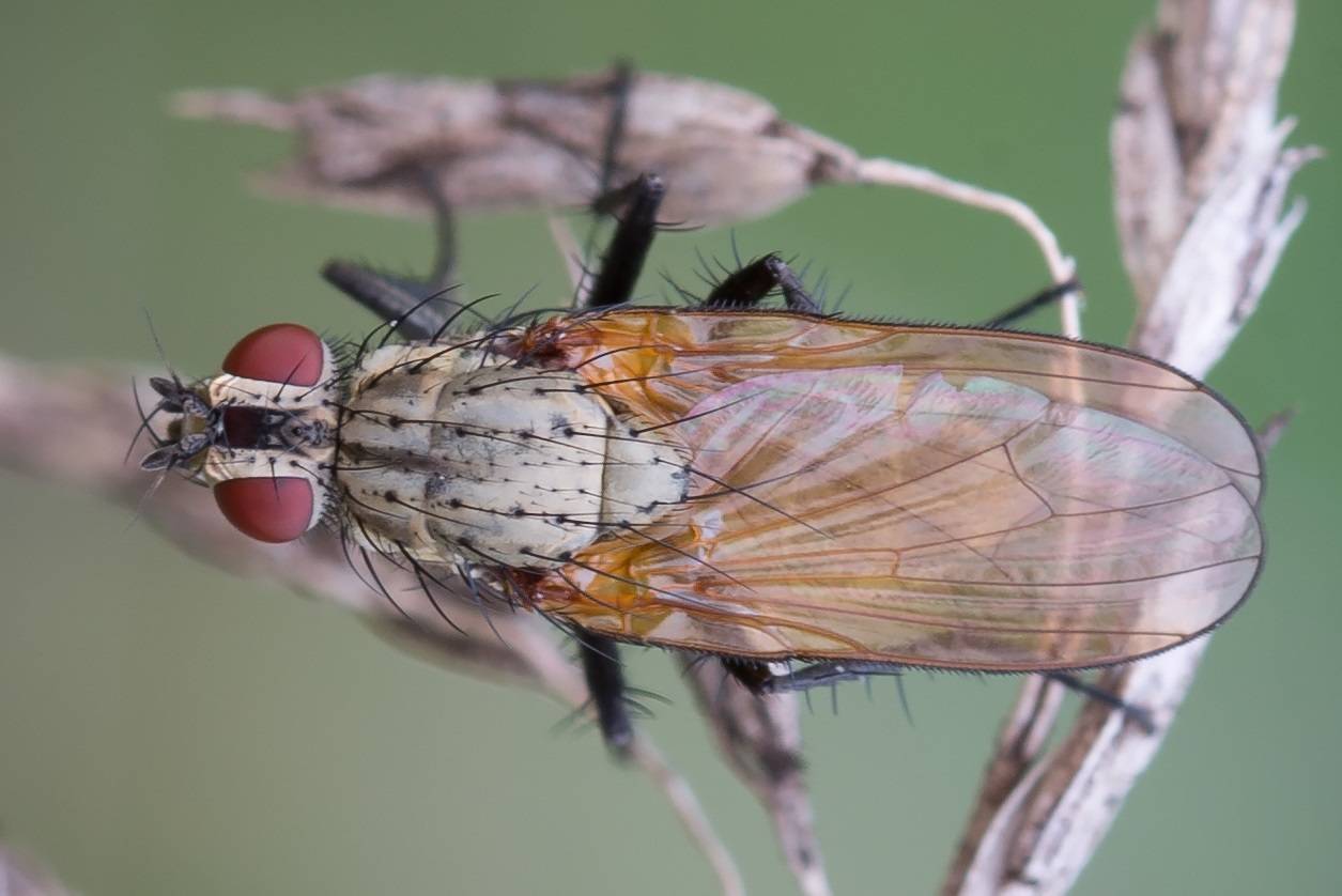 Луковая муха: как с ней бороться, лечение народными средствами и препаратами