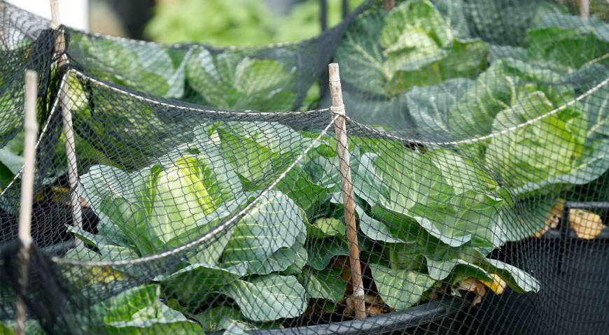 Чем и как правильно обрабатывать капусту разных сортов от вредителей