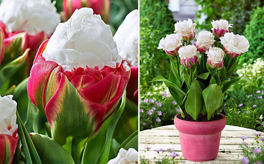 Тюльпаны пломбир - описание сорта и фото "мороженого"