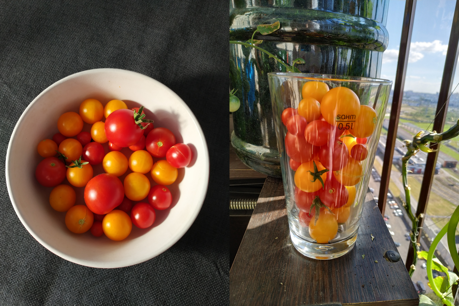 Балконные томаты: 10 лучших сортов, особенности выращивания для хорошего урожая на балконе, лоджии,подоконнике,отзывы, как правильно выбрать
