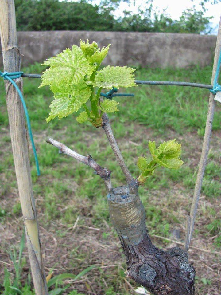 Виноград велика: описание сорта, особенности выращивания, фото, отзывы