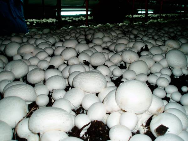 Способы, как самому сделать грибной мицелий