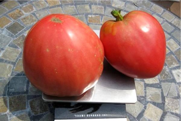 Томат "розовый мед": характеристика и описание сорта помидор, отзывы об урожайности и фото, достоинства и недостатки
