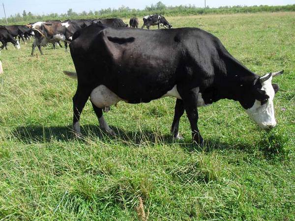 Ярославская порода коров: характеристики, фото и отзывы о породе