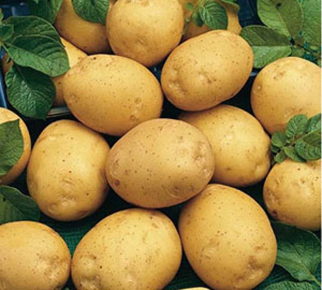 Сорта картофеля: названия, описание и фото разновидностей, их характеристика