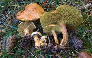 Козляк - описание, виды, ядовитость гриба