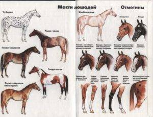 Караковая лошадь: происхождение масти, внешние особенности