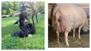 Окот у овцы: как определить беременность и как принять роды