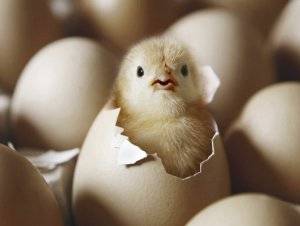 Особенности вылупления цыплят из яиц