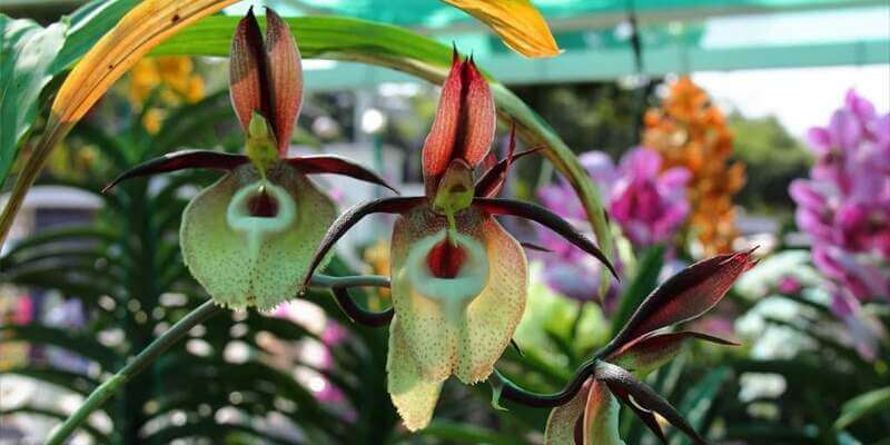 Виды и сорта орхидеи фаленопсис