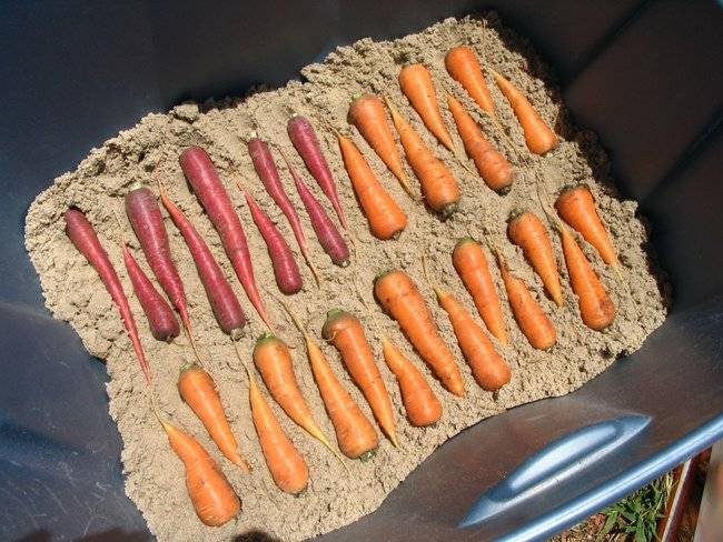 Когда убирать морковь на хранение с грядки в регионах по лунному календарю фото видео