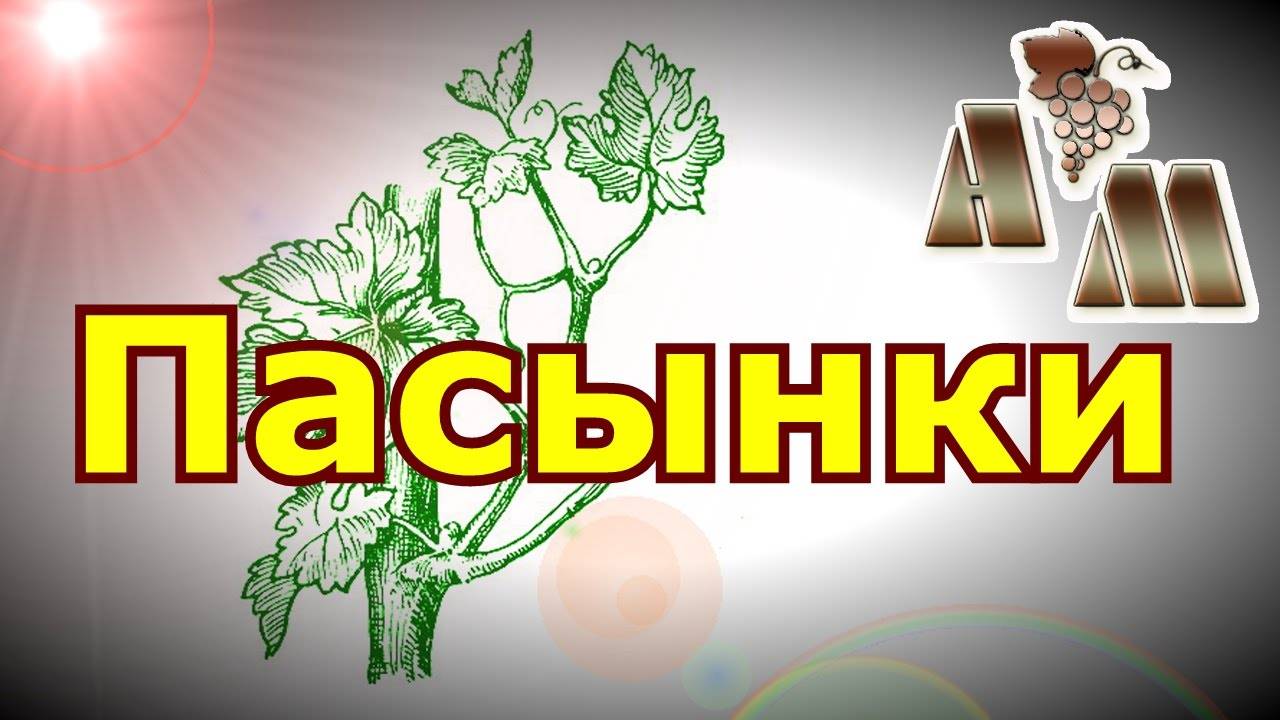 Пасынкование винограда: как и когда пасынковать, видео — selok.info