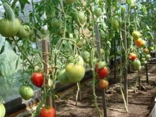 При какой температуре выращивать помидоры в теплице