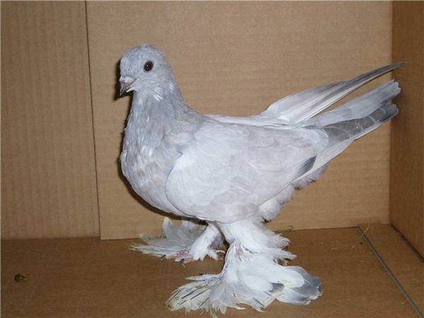 Туркменские голуби агараны описание фото и видеообзоры