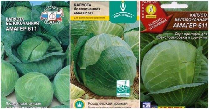 ✅ о капусте амагер: характеристика и описание белокочанного сорта, как посадить - tehnomir32.ru