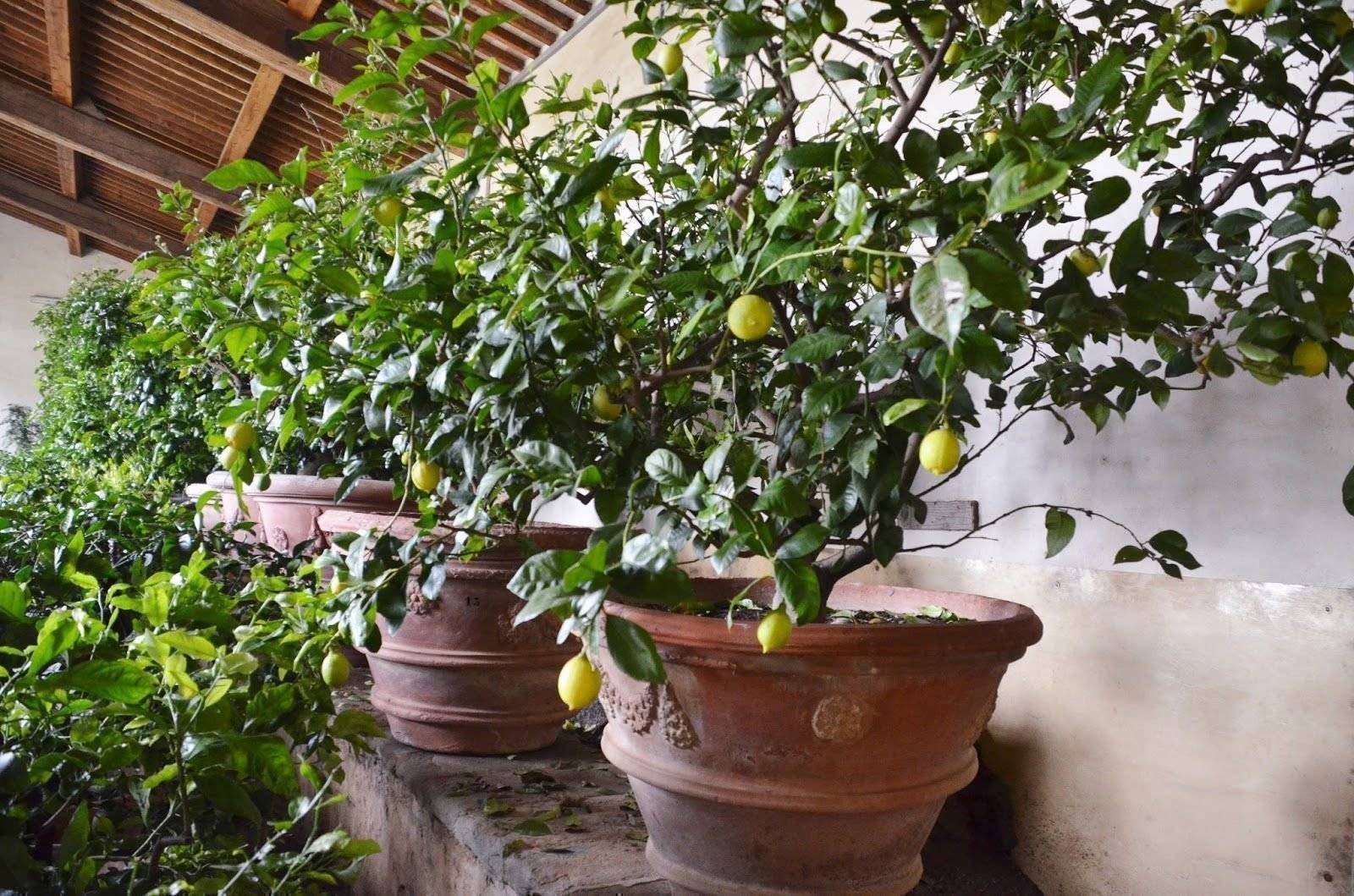 лимонник комнатное растение фото