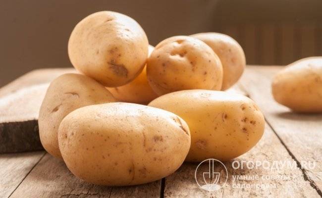 Выращиваем картофель сорта коломбо