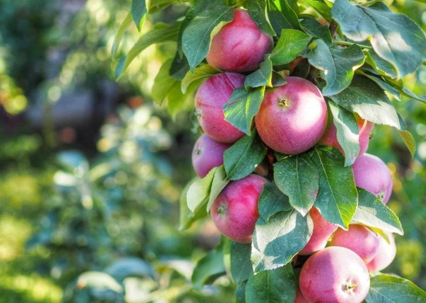 Как и когда лучше сажать яблони в ленинградской области: инструкция для начинающих