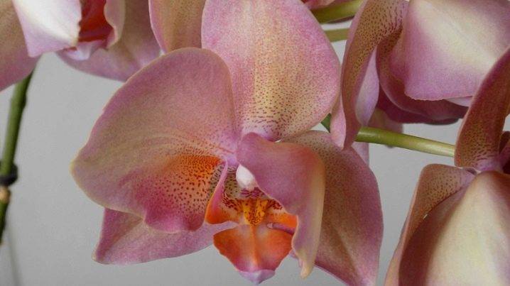 Орхидея пелорик: фото и подробное описание растений, особенности цветения, пересадки, размножения и другие тонкости ухода в домашних условиях