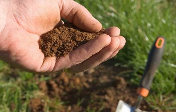 Как самостоятельно определить кислотность почвы