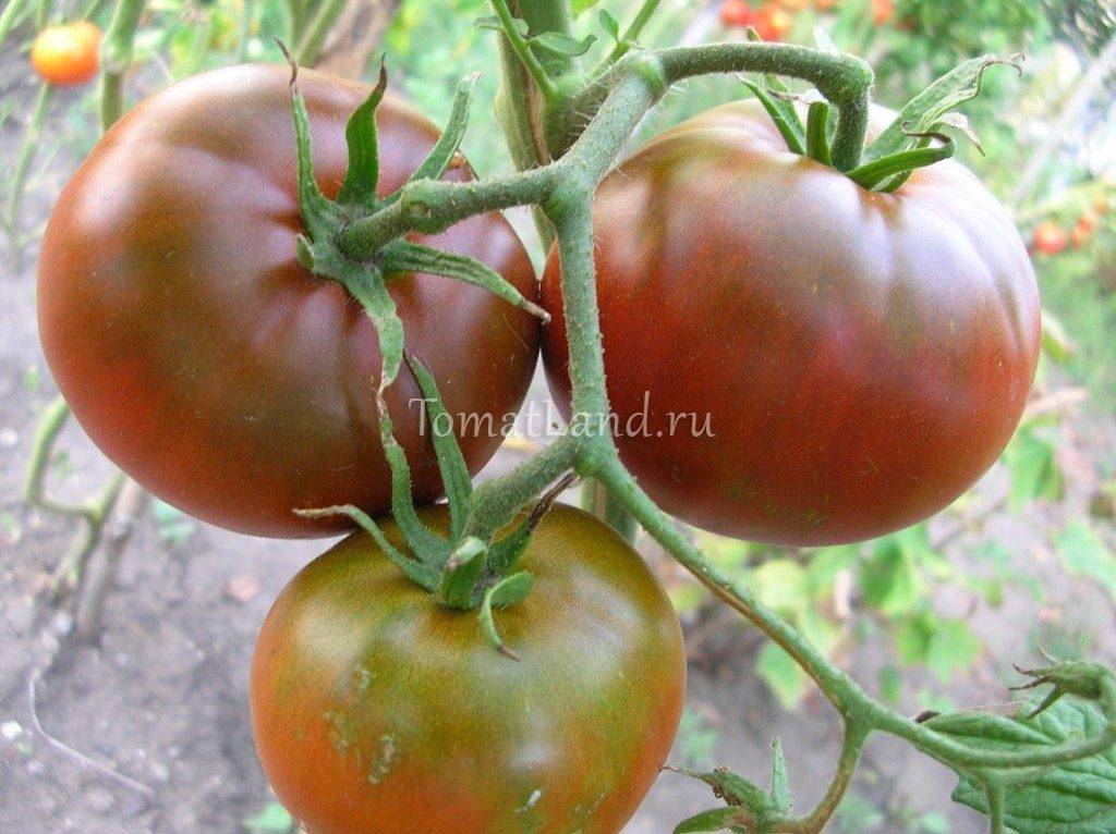 Удивительный томат под названием черный мавр