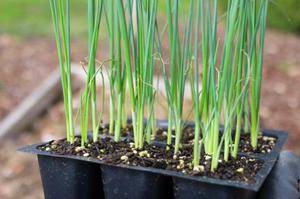 Простые способы выращивания лука-порея в открытом грунте: от семян до сборки урожая