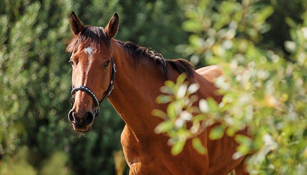 Тракененская порода лошадей: описание, характеристика, история, фото и видео