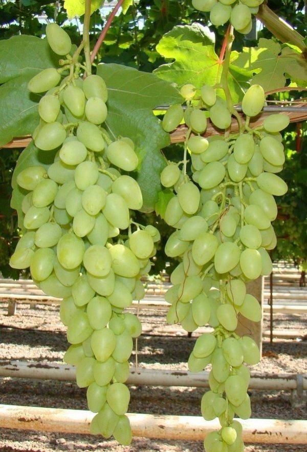 Виноград долгожданный: описание сорта, отзывы, фото