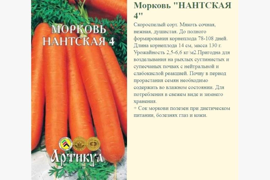 Морковь каротель: подробная характеристика и описание, достоинства и недостатки сорта, особенности выращивания и ухода, а также сбор и хранение урожая русский фермер