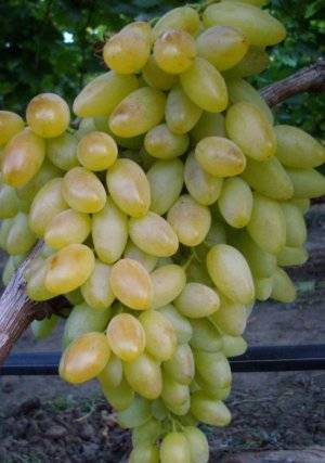 ᐉ новые сорта винограда для производства красных вин - виноград - roza-zanoza.ru