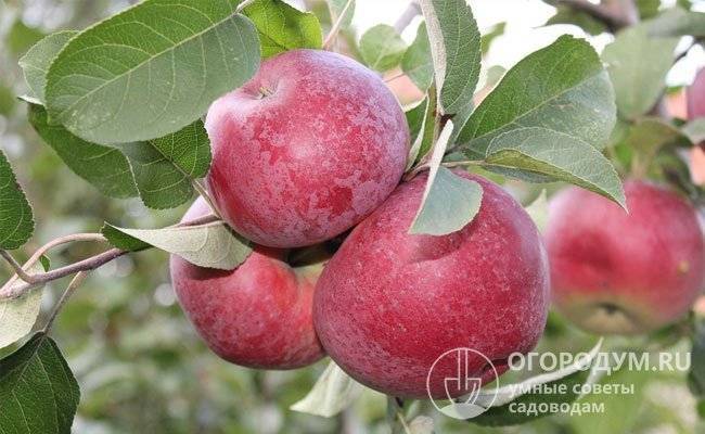 Подробное описание и основные характеристики сорта яблони мартовское