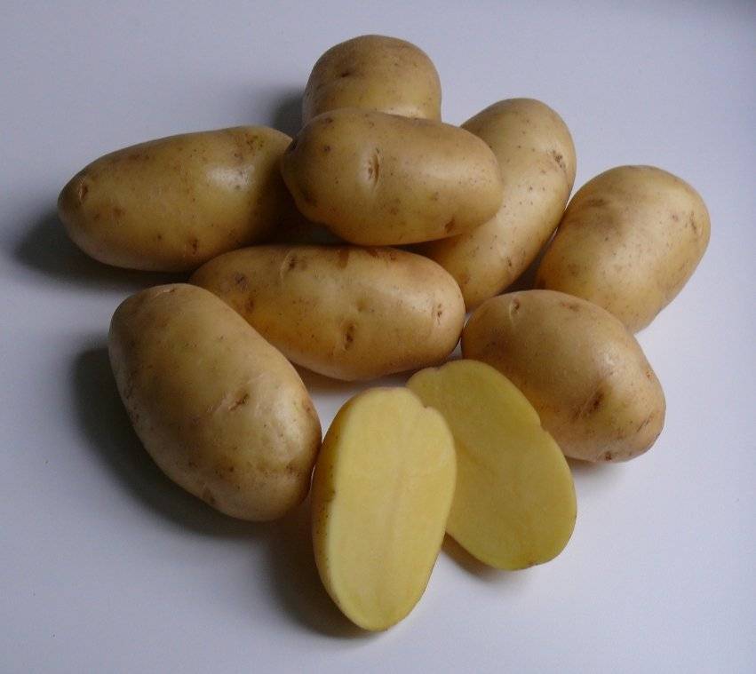 Картофель «Гала»: описание сорта, фото, отзывы