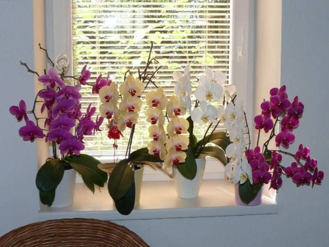 Полив орхидеи после пересадки в домашних условиях: видео о том, как это правильно делать