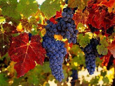 Как правильно пересадить взрослый виноград на новое место