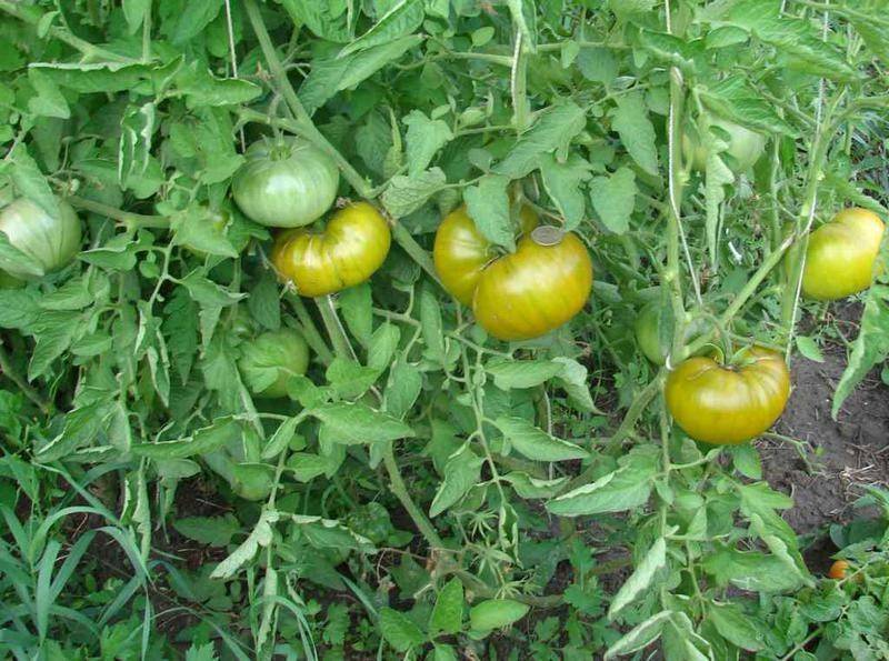 Описание сортов томатов, выращенных мной в 2015гг