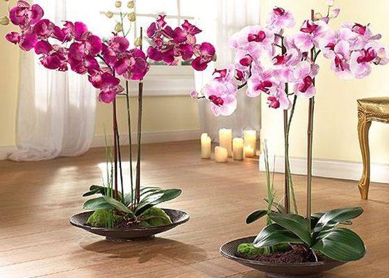 Уход за орхидеями в горшке в домашних условиях: как поливать купленную и комнатную, фото и видео от специалистов