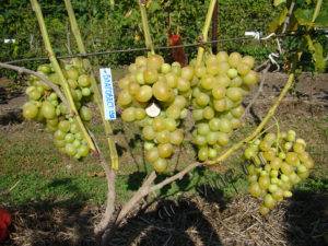 Виноград благовест: описание сорта и характеристика