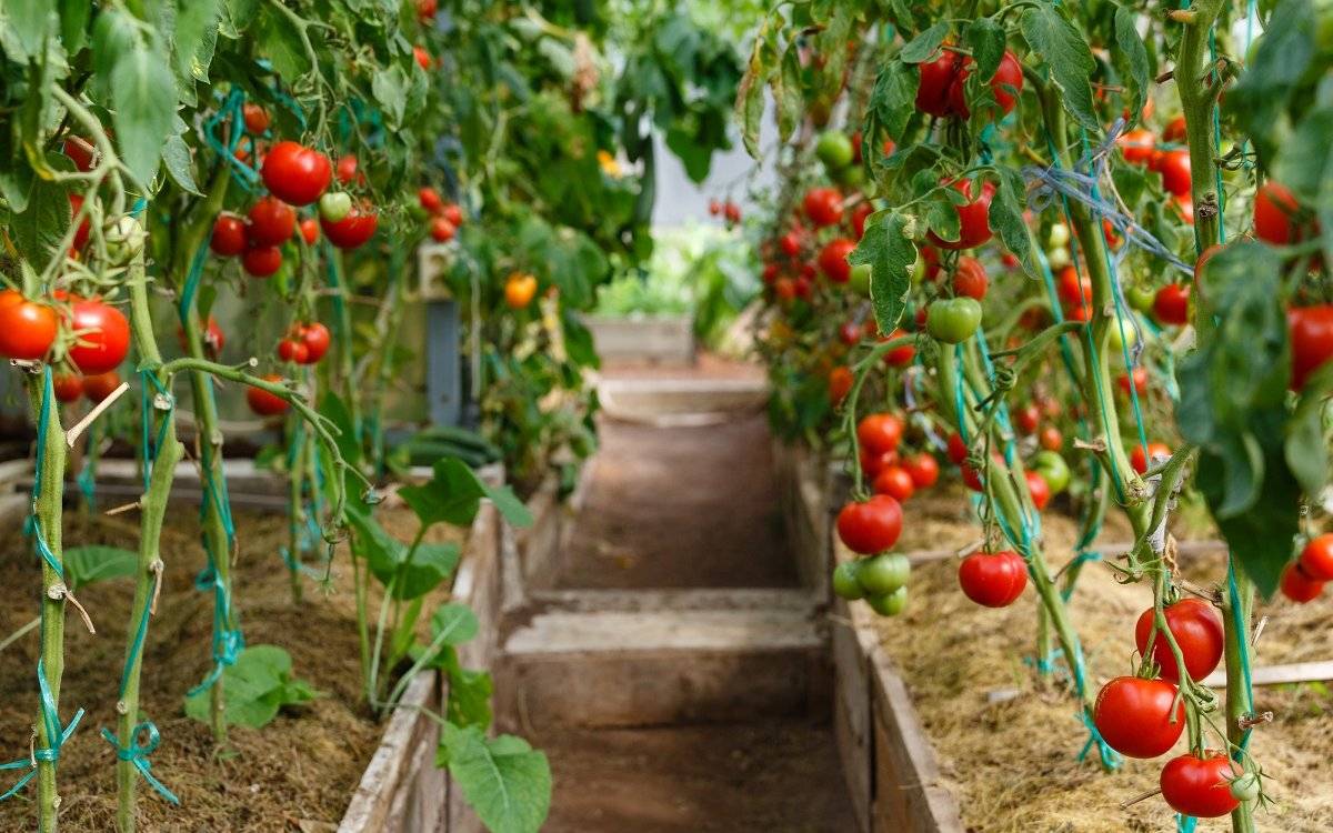 Что дает формирование томатов и как это правильно сделать? подробная схема