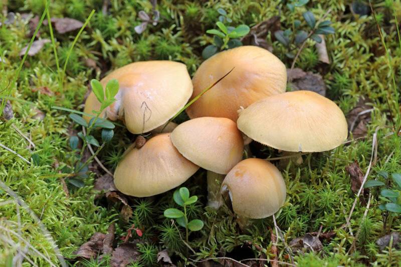 Колпак кольчатый: описание, распространение, вкусовые качества. грибы колпаки: полезные свойства и их рецепты приготовления