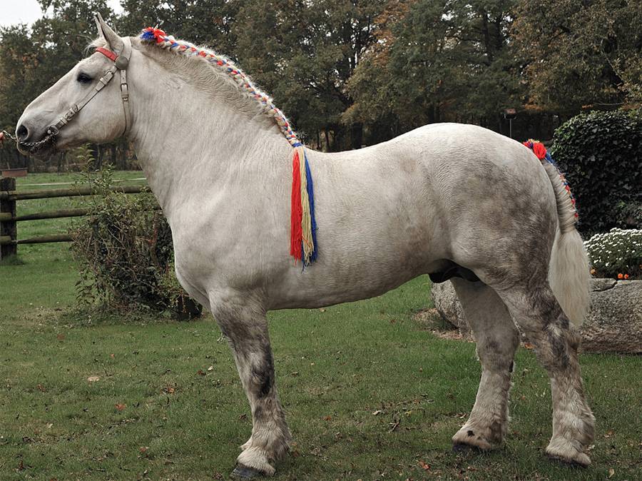 Першерон: фото лошадей, история и описание породы, содержание и разведение